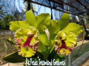 Rhyncholaeliocattleya Prada Dreamland