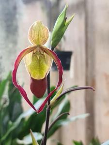 Phragmipedium Sorcerer's Apprentice