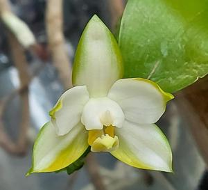 Phalaenopsis Penang Violacea