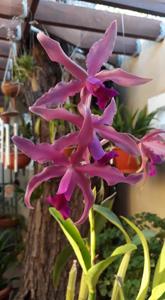 Laeliocattleya Vivi Arosemena