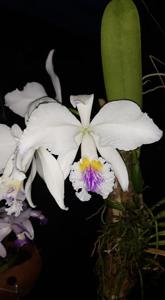 Cattleya Eva's Fábula Tropical