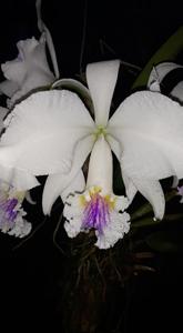 Cattleya Eva's Fábula Tropical