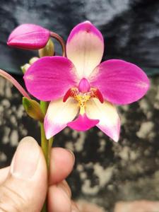 Spathoglottis Parsonsii