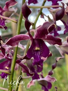 Dendrobium Nicha Gorilla