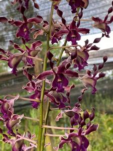 Dendrobium Nicha Gorilla