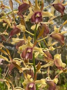 Dendrobium Nicha Dream Catcher