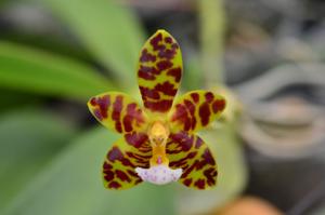Phalaenopsis AOE Spots