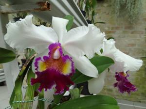 Cattleya De Loris Ziegfeld