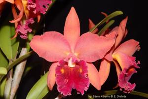 Rhyncholaeliocattleya Kaoru Suzuki