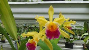 Cattleya Ophir