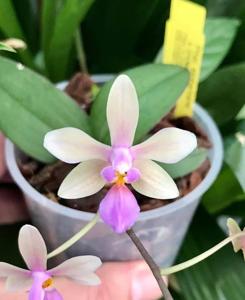 Phalaenopsis LOC Island Passion