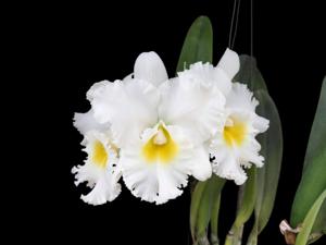 Rhyncholaeliocattleya Petch Sayam