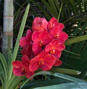 Vanda Dorothy Bennett
