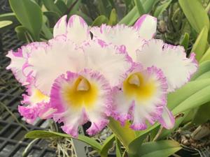 Rhyncholaeliocattleya Mahina Yahiro