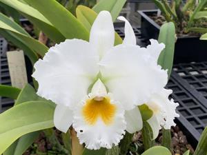 Cattleya Bow Bells