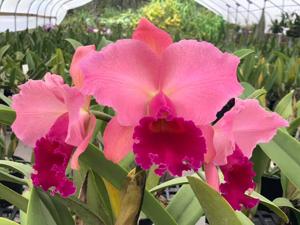 Cattleya Misty Girl