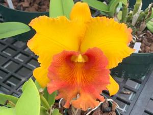Rhyncholaeliocattleya Memoria Buranapan Nikom