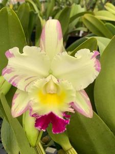 Rhyncholaeliocattleya Ellen Kobayashi