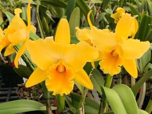 <i>Rhyncattleanthe</i> Aloha Sunshine