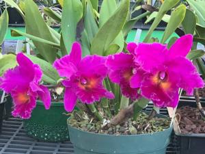 Rhyncholaeliocattleya Dmitri