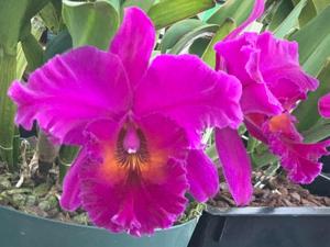 Rhyncholaeliocattleya Dmitri