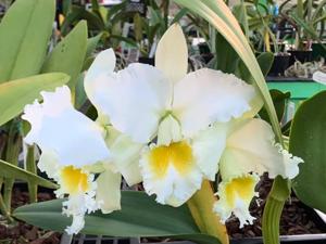 Cattleya Helen P. Dane