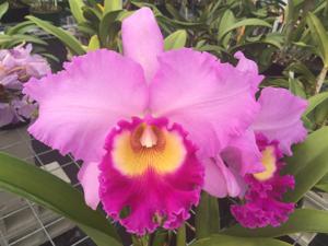 Rhyncholaeliocattleya Hawaiian Effect