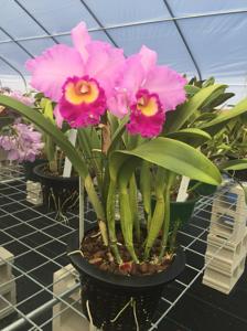 Rhyncholaeliocattleya Hawaiian Effect