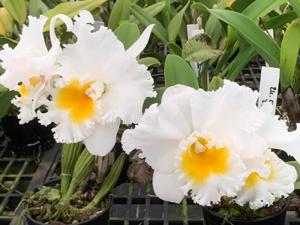 Rhyncholaeliocattleya Chincogan