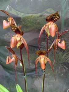 Paphiopedilum Johanna Burkhardt