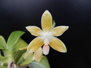 Phalaenopsis Corning-Ambo