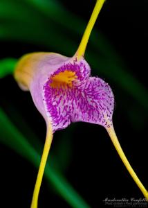 Masdevallia Confetti