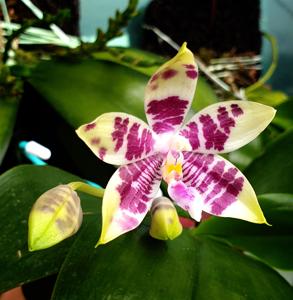 Phalaenopsis CTL Ambo Tetralacea-Germaine Vincent