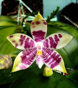 Phalaenopsis CTL Ambo Tetralacea-Germaine Vincent