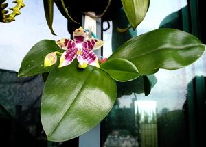 Phalaenopsis CTL Ambo Tetralacea-Germaine Vincent