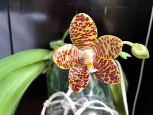 Phalaenopsis YangYang Gigan Cherry