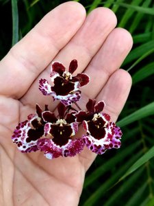 Tolumnia Jairak Firm