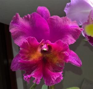 Rhyncholaeliocattleya Jeremy Island