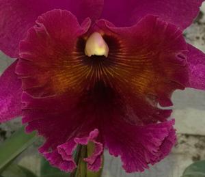 Rhyncholaeliocattleya Jeremy Island