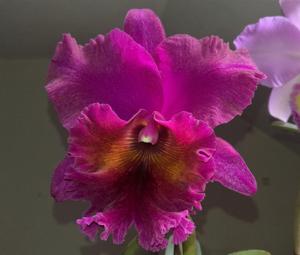 Rhyncholaeliocattleya Jeremy Island