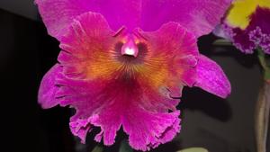 Rhyncholaeliocattleya Jeremy Island