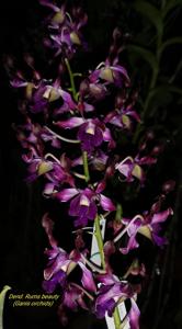 Dendrobium Rums Beauty