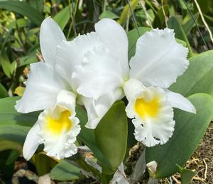 Cattleya Pearl Harbor