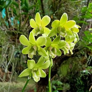 Dendrobium Burana Green