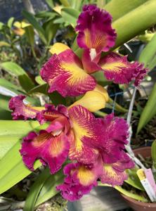 Rhyncholaeliocattleya Taiwan Queen