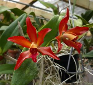Cattlianthe SunCoast Sienna Stars