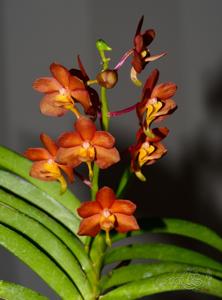 Vanda vietnamica-curvifolia