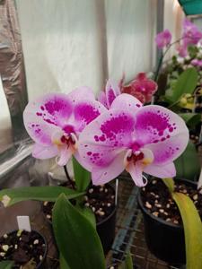 Phalaenopsis Ben Yu Panda