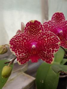 Phalaenopsis I-Hsin Sesame