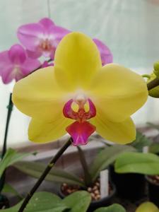 Phalaenopsis Taisuco Date